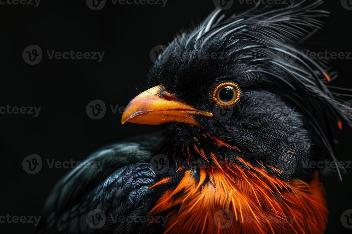 Crested myna in studio isolated on black background photo