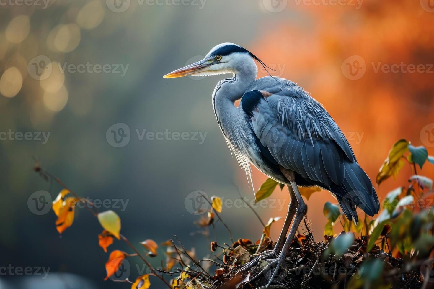 Grey Heron bird standing in the natural habitat photo