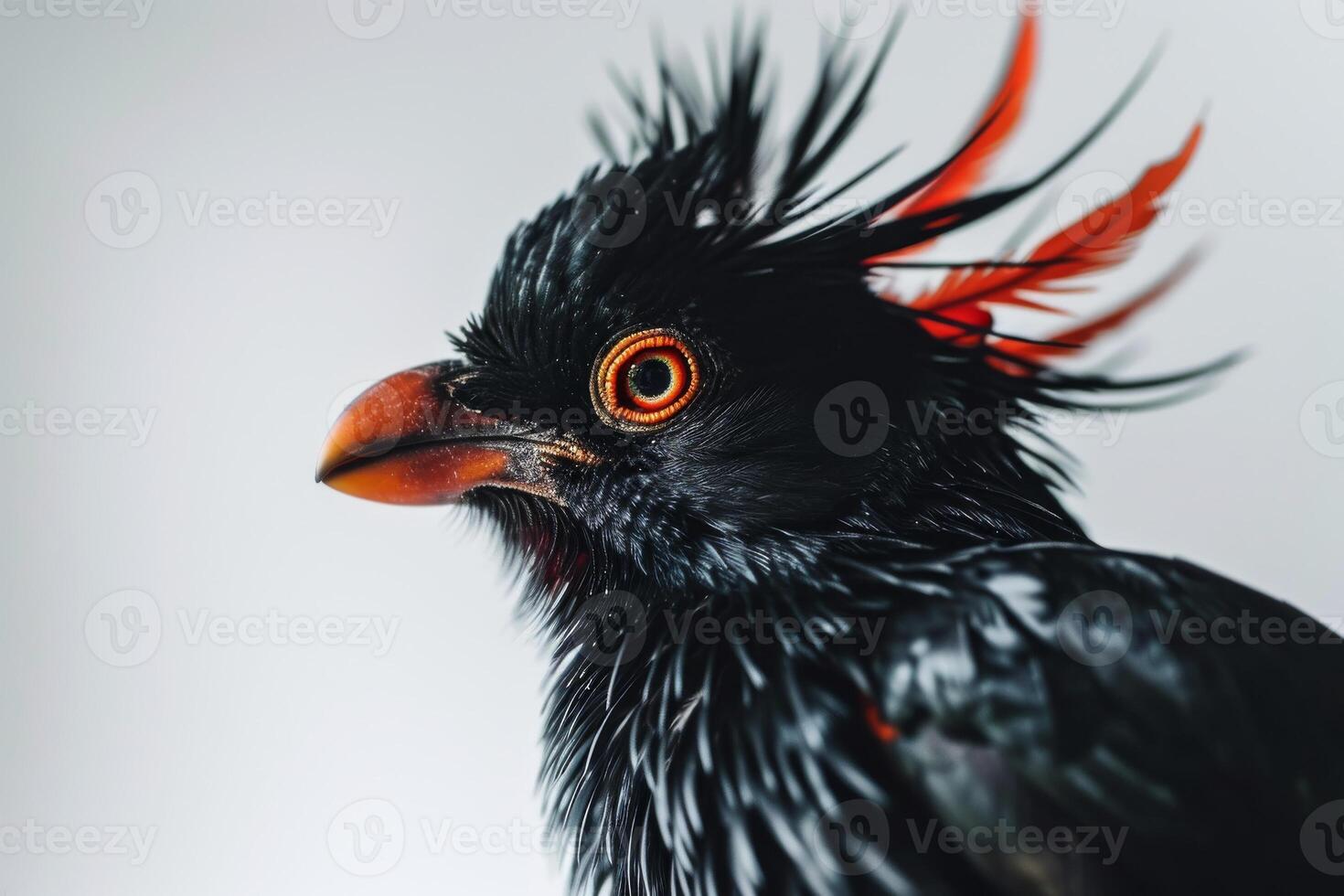 Crested myna in studio isolated on white background photo