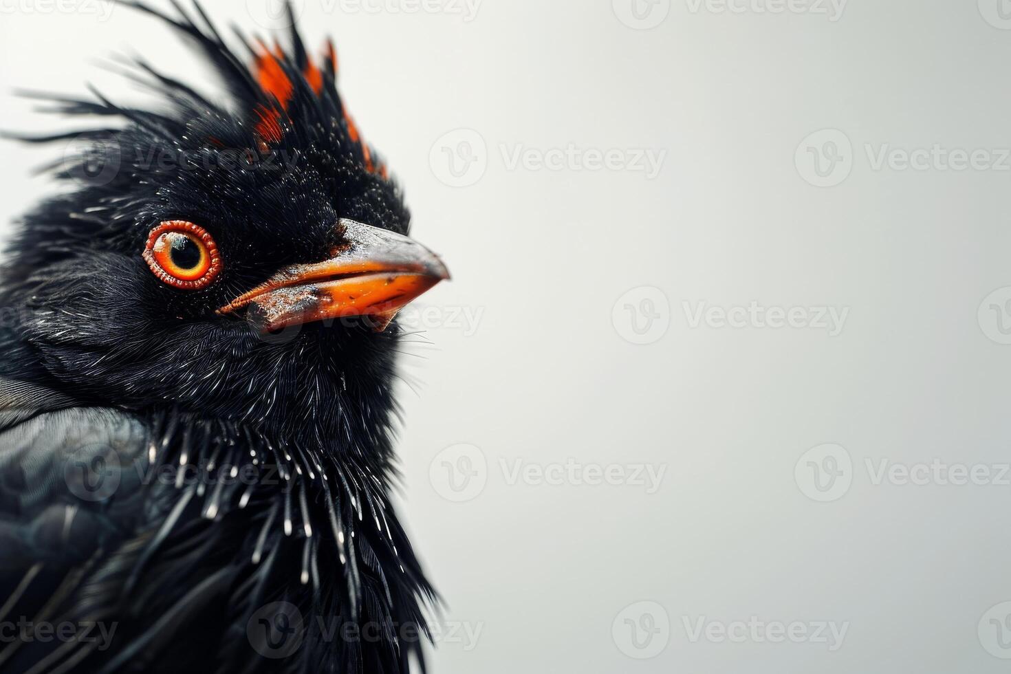 Crested myna in studio isolated on white background photo