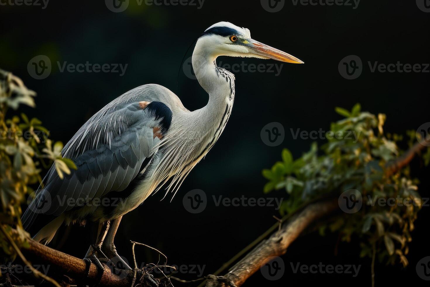Grey Heron bird standing on the rooted in studio isolated on black background photo