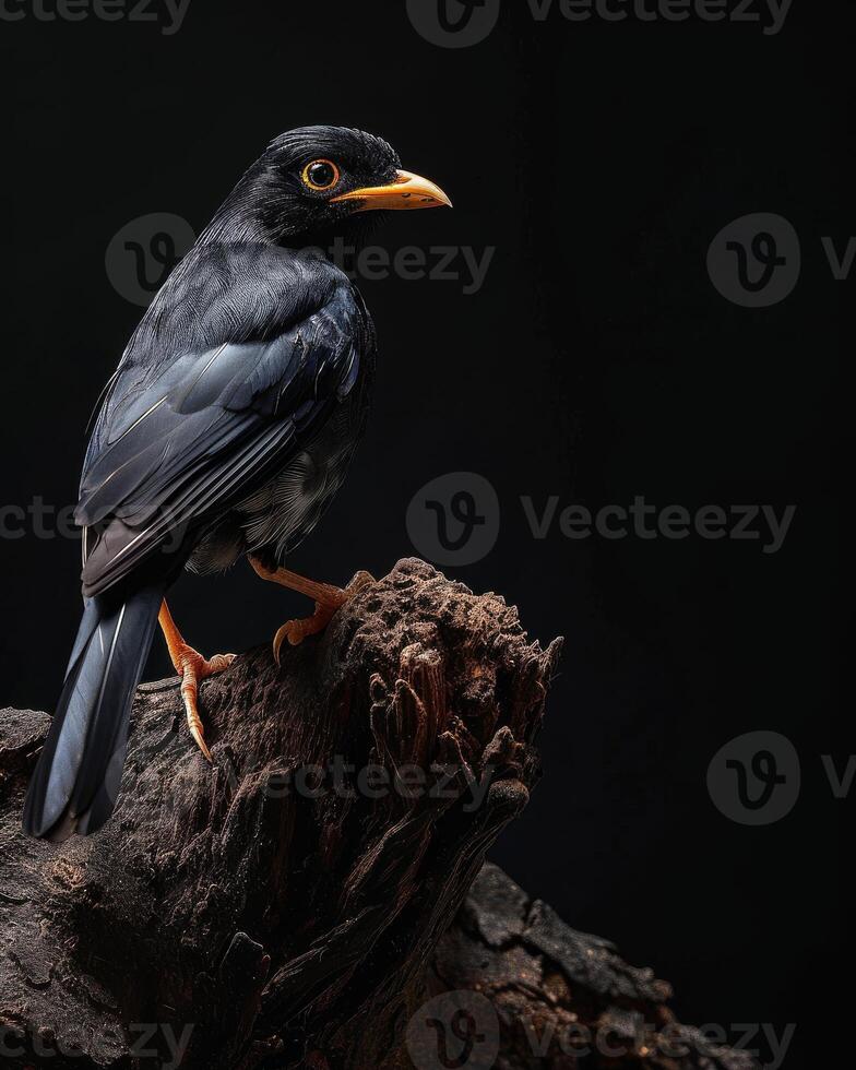 Hill myna on the rooted in studio isolated on black background photo