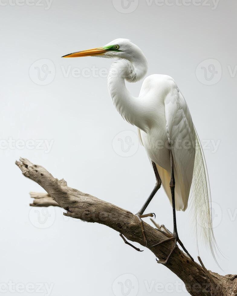 Great Egret bird standing on the rooted in studio isolated on white background photo