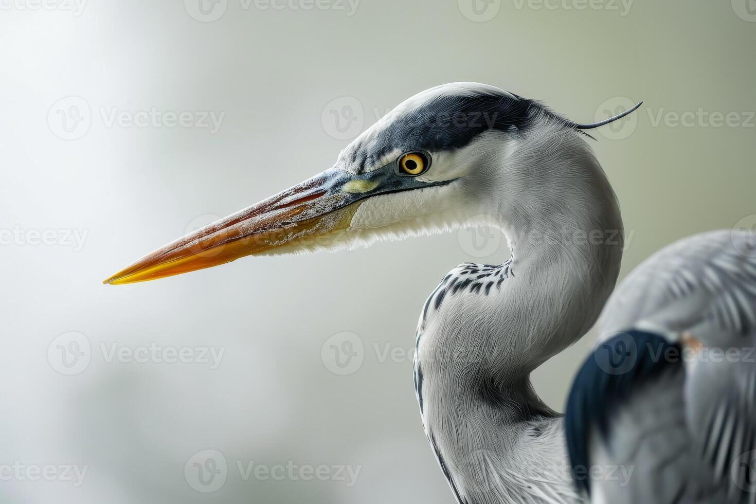 Grey Heron bird in studio isolated on white background photo