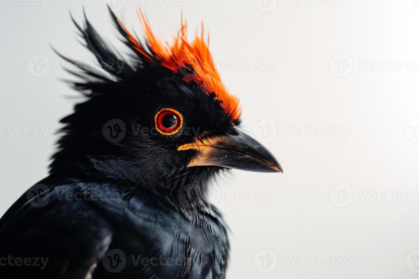 Crested myna in studio isolated on white background photo
