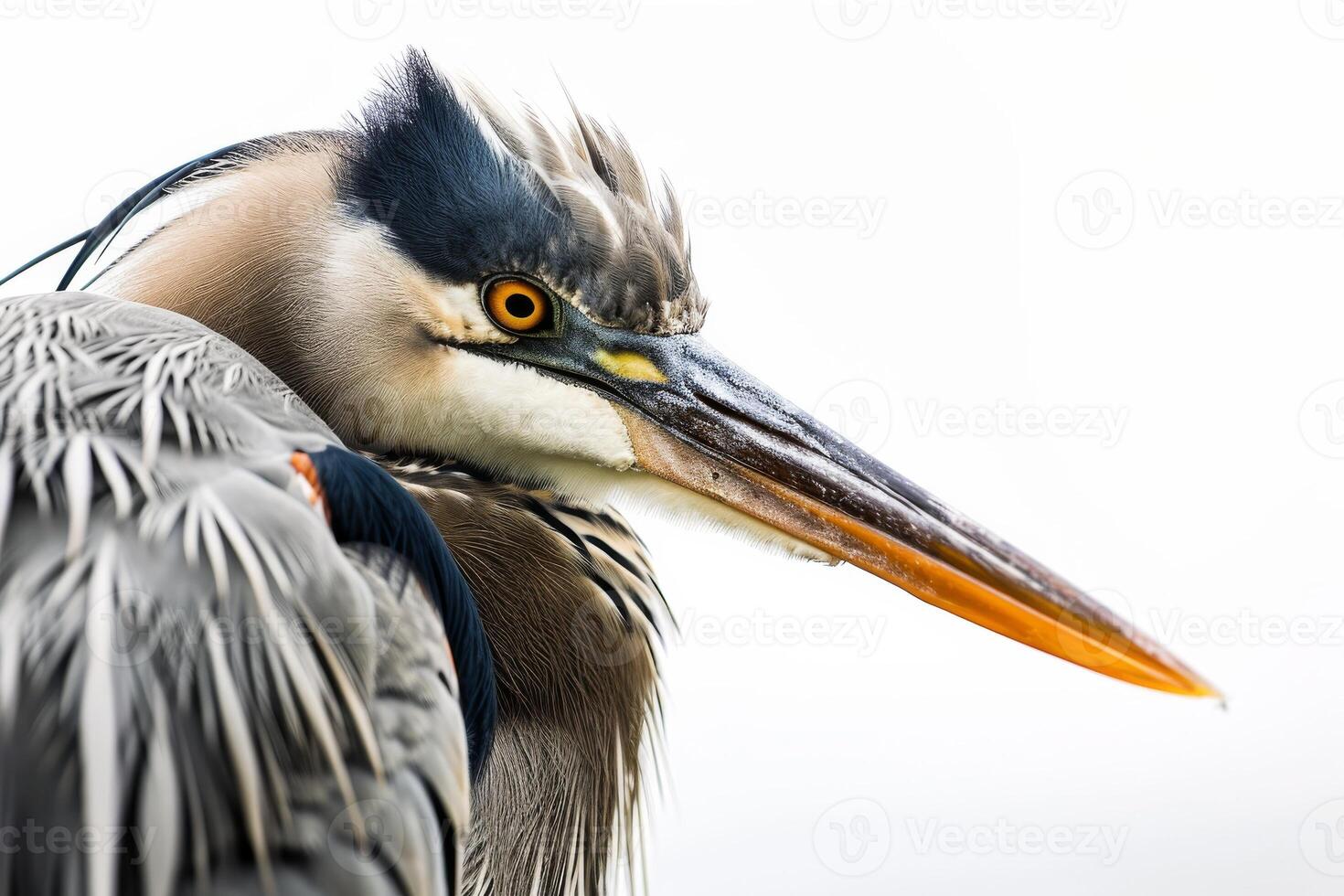 Great Blue heron bird in studio isolated on white background photo