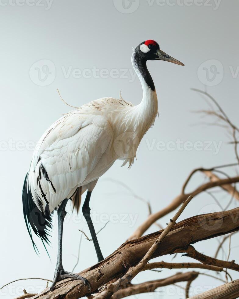 Siberian Crane bird standing on the rooted in studio isolated on white background photo