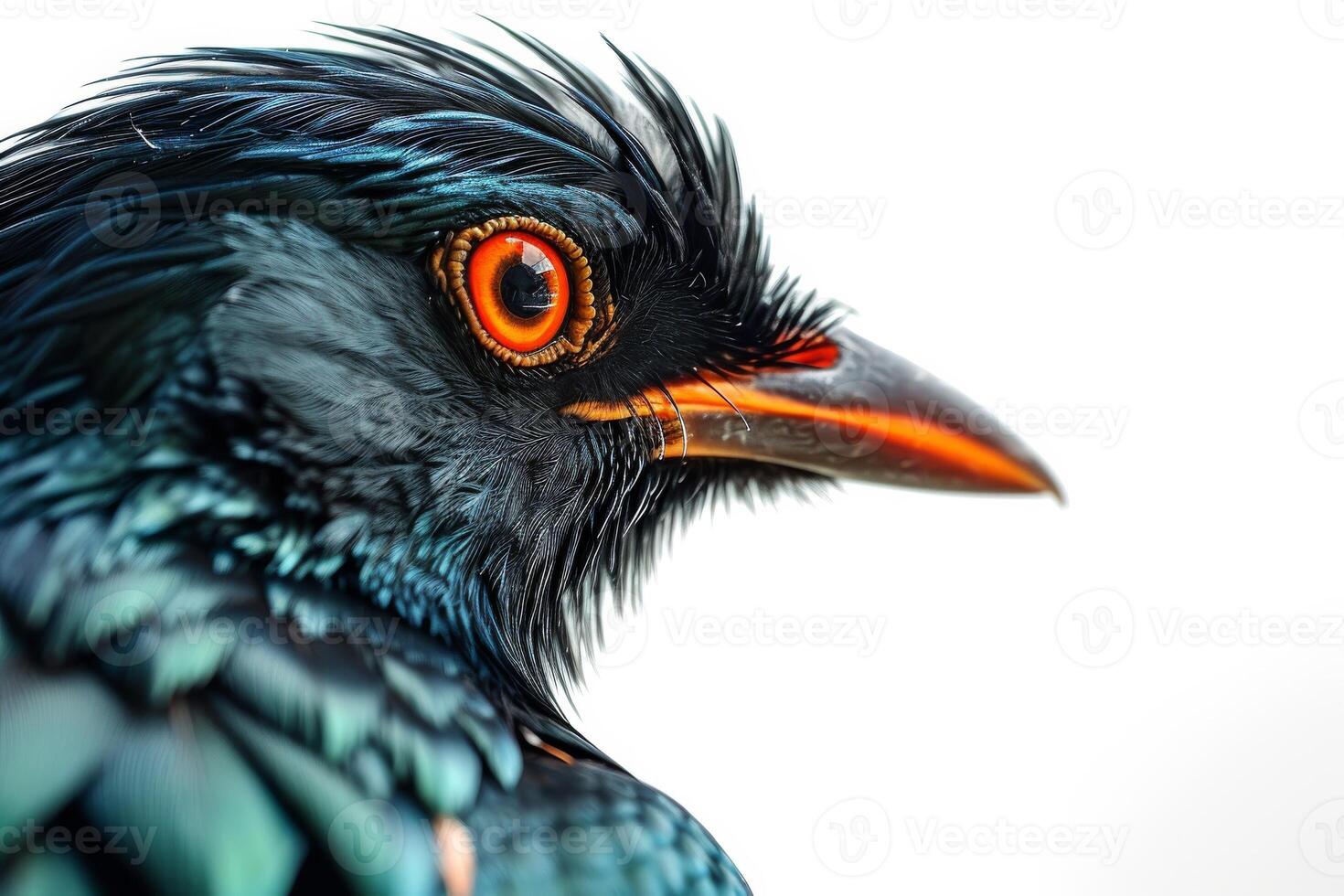 Hill myna in studio isolated on White background photo