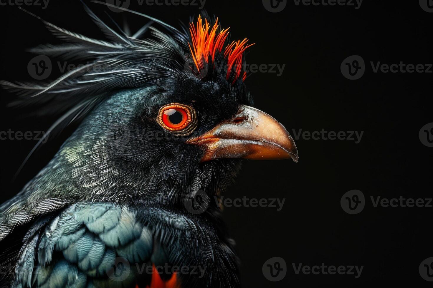 Crested myna in studio isolated on black background photo