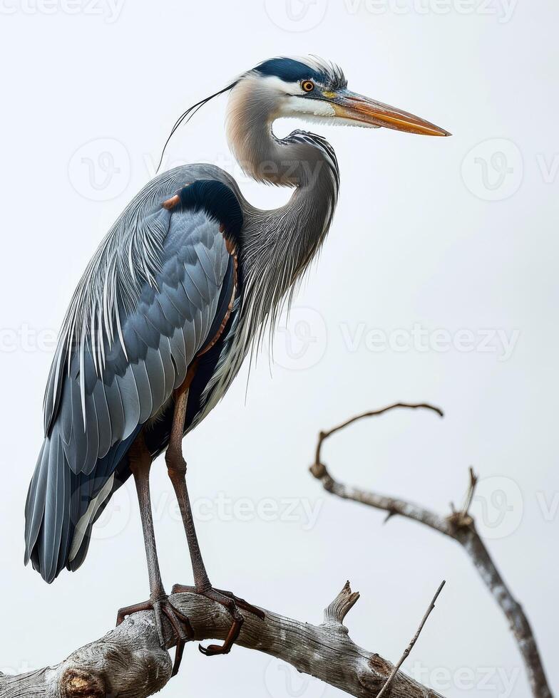 Great Blue Heron bird standing on the rooted in studio isolated on white background photo