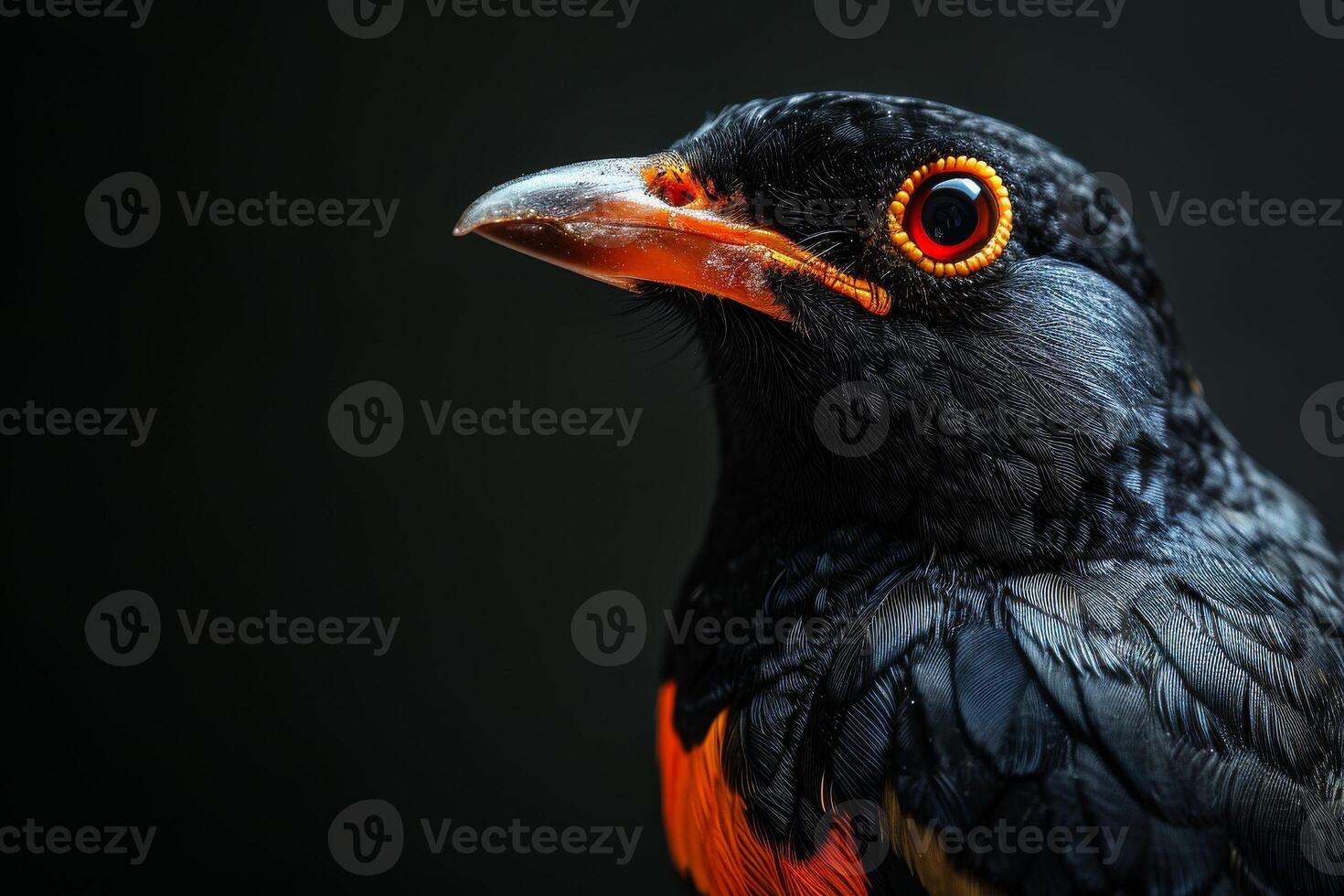 Hill myna in studio isolated on black background photo