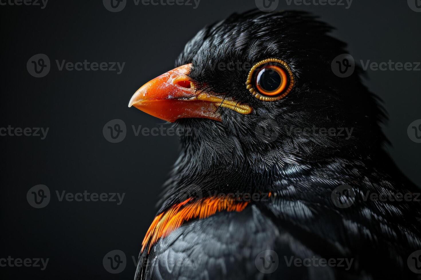 Hill myna in studio isolated on black background photo