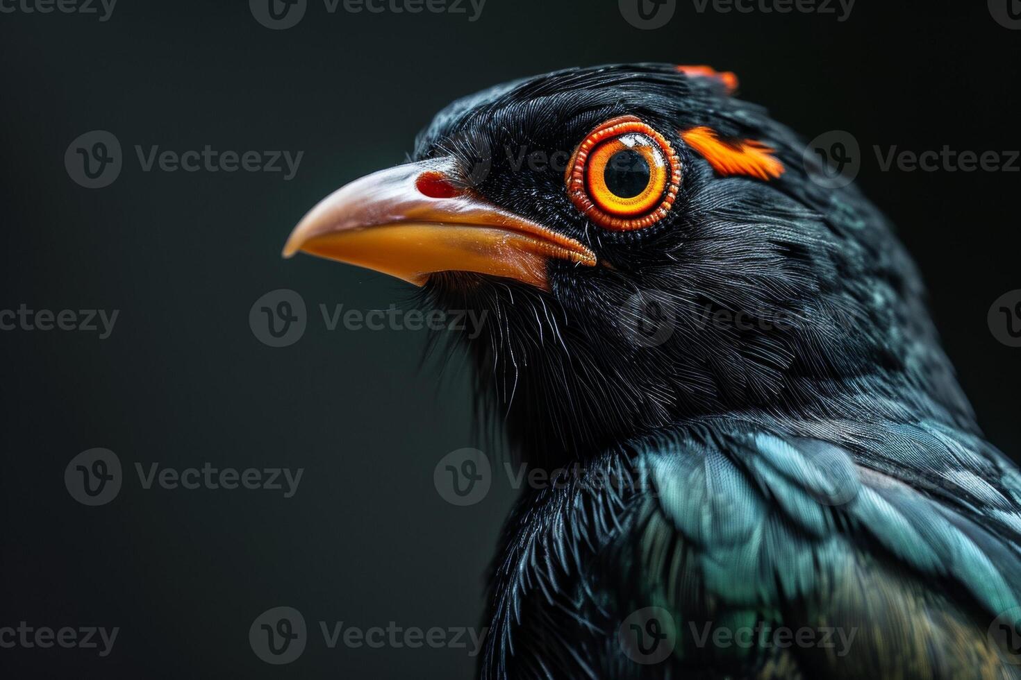 Hill myna in studio isolated on black background photo