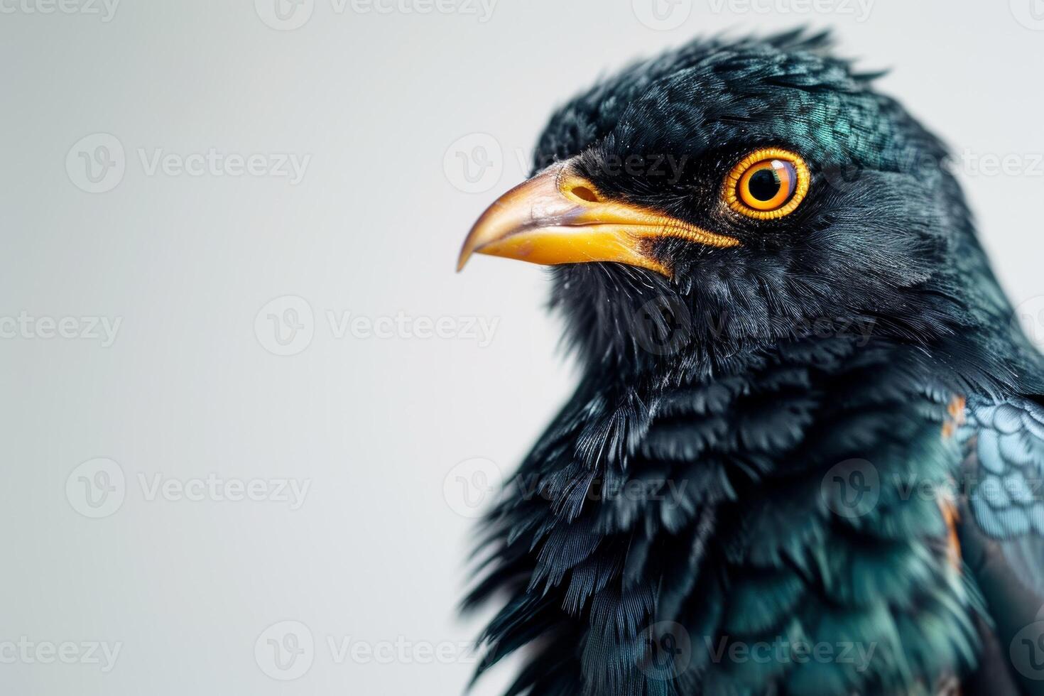 Hill myna in studio isolated on white background photo