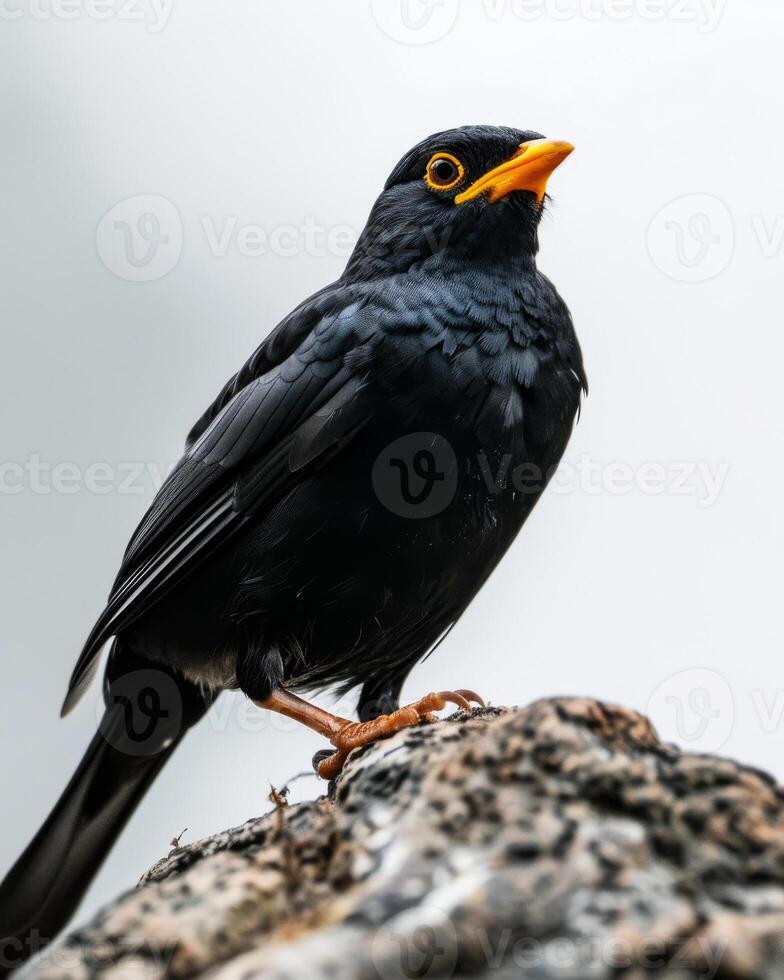 Hill myna on the rooted in studio isolated on white background photo