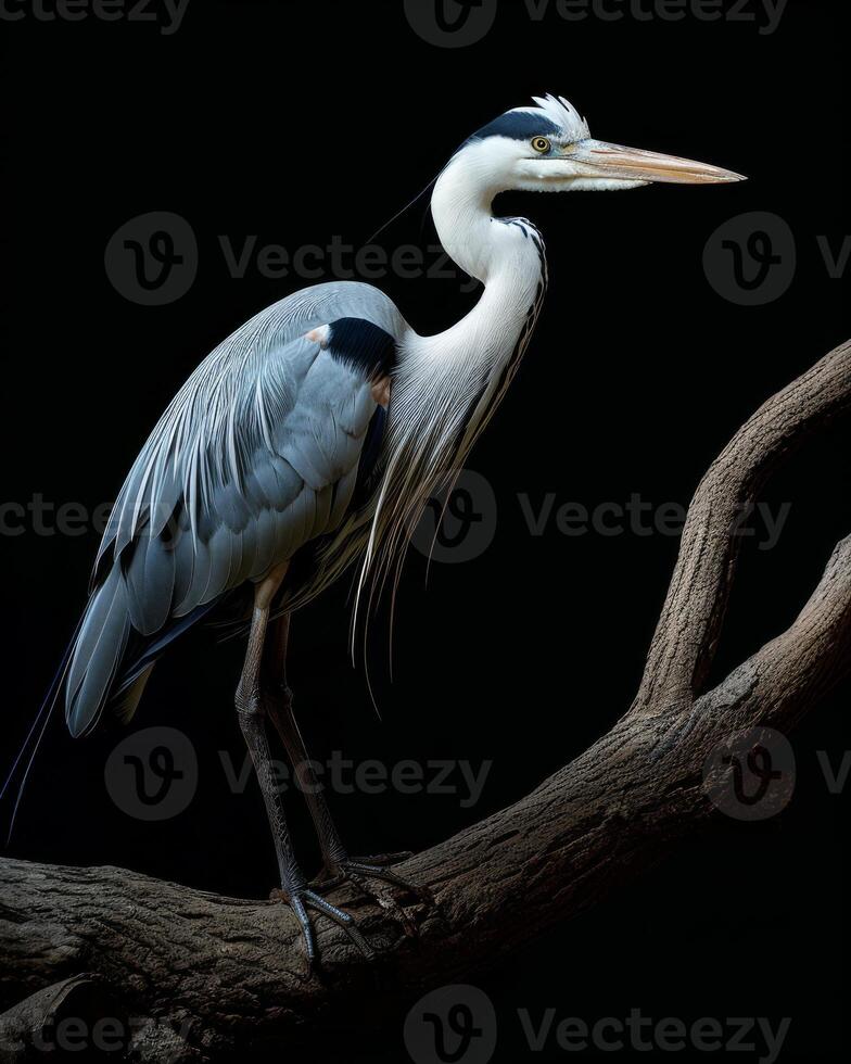 Grey Heron bird standing on the rooted in studio isolated on black background photo