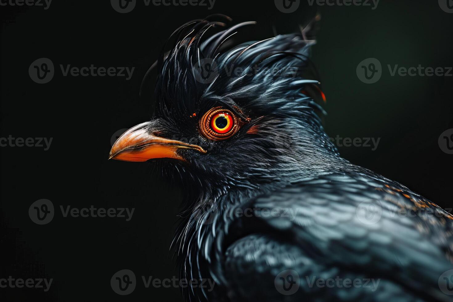 Hill myna in studio isolated on black background photo