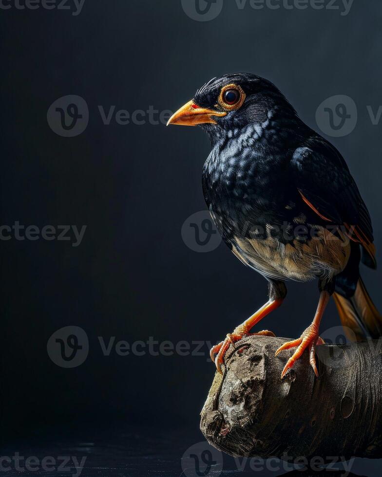 Hill myna on the rooted in studio isolated on black background photo