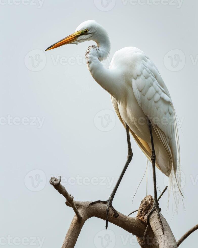 Great egret standing on the rooted in studio isolated on white background photo