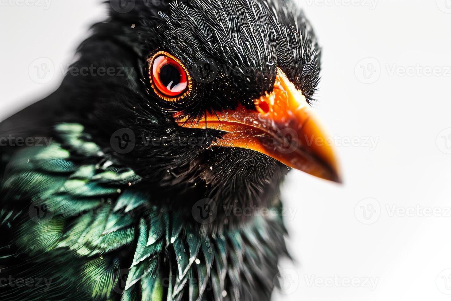 Hill myna in studio isolated on White background photo