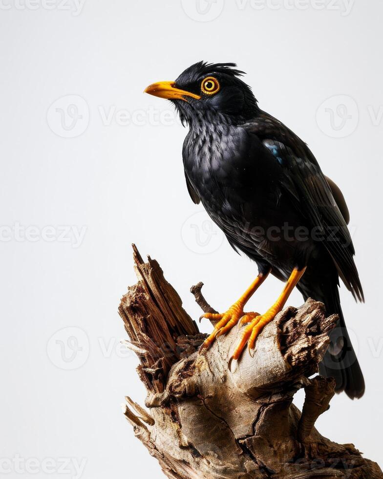 Hill myna on the rooted in studio isolated on white background photo
