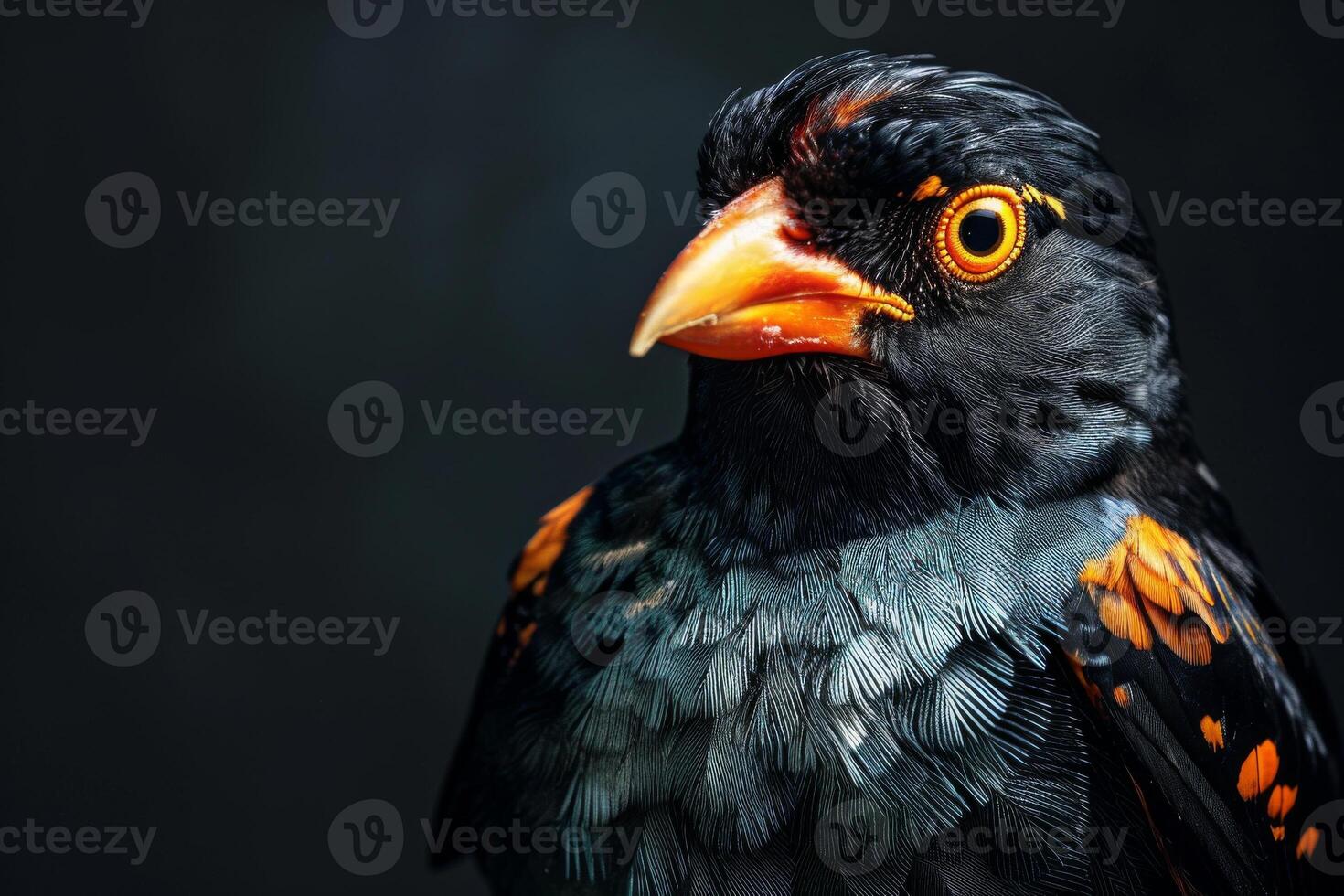Hill myna in studio isolated on black background photo