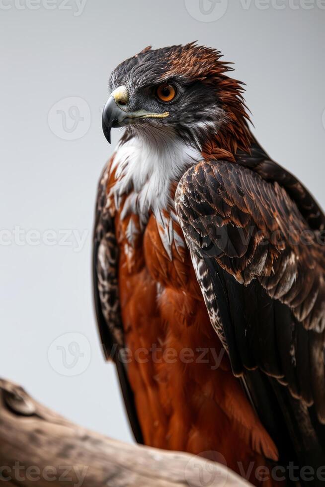 Javan Hawk Eagle bird on the rooted in studio isolated on white background photo