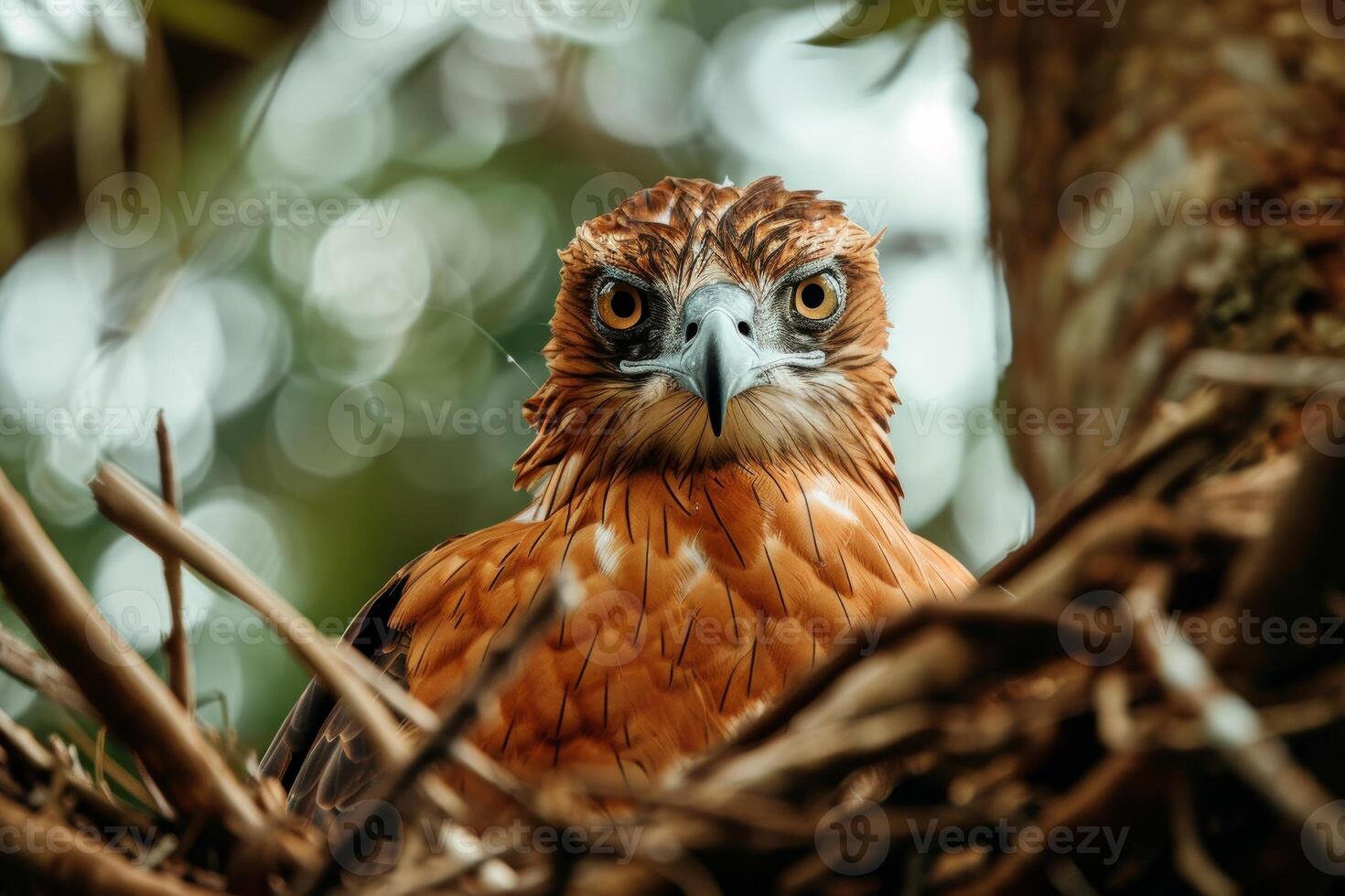 Javan Hawk Eagle bird on the rooted in natural habitat photo