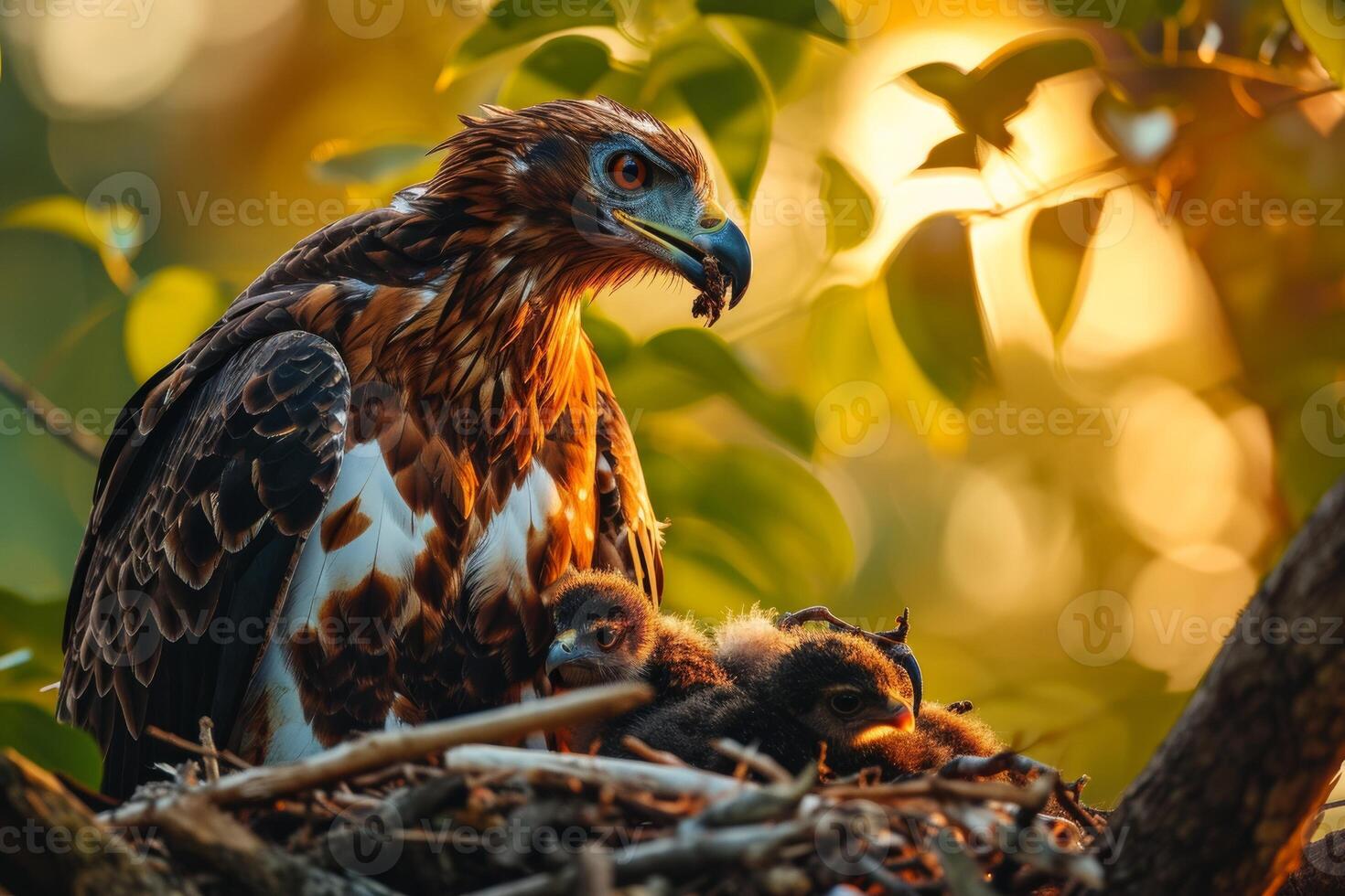 Javan Hawk Eagle bird on the rooted in natural habitat photo