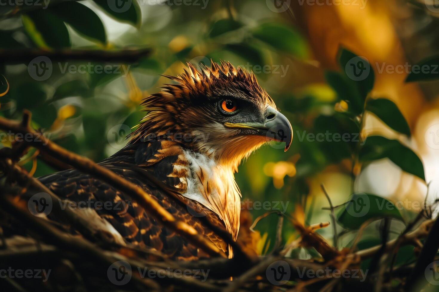 Javan Hawk Eagle bird on the rooted in natural habitat photo
