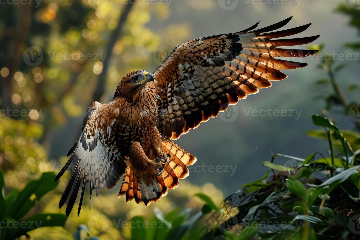 Javan Hawk Eagle bird flying in the natural habitat photo