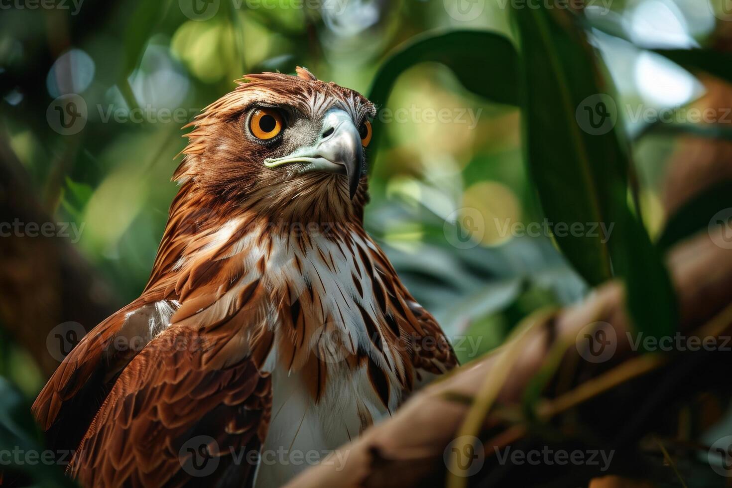Javan Hawk Eagle bird on the rooted in natural habitat photo