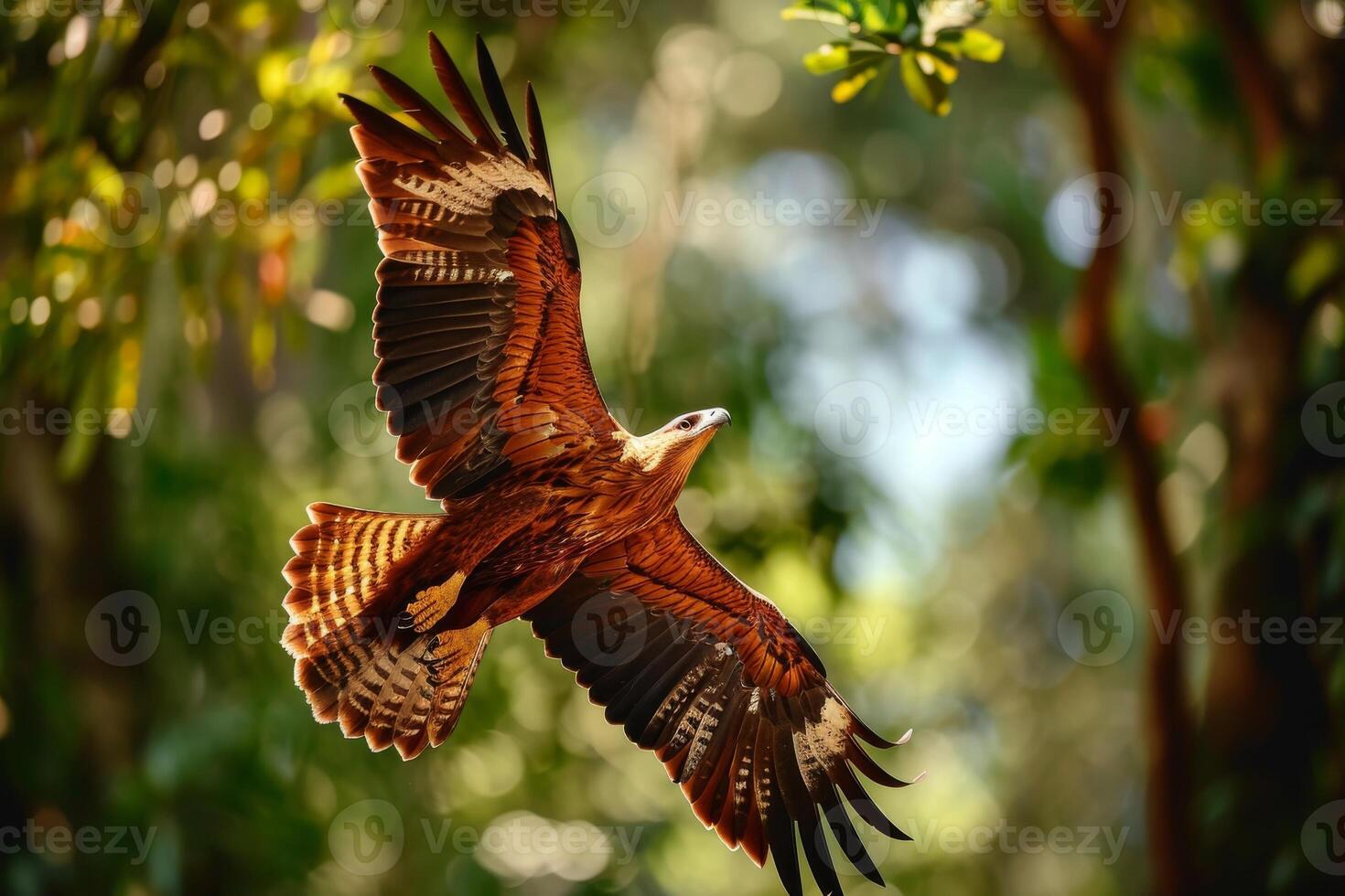 Javan Hawk Eagle bird flying in the natural habitat photo