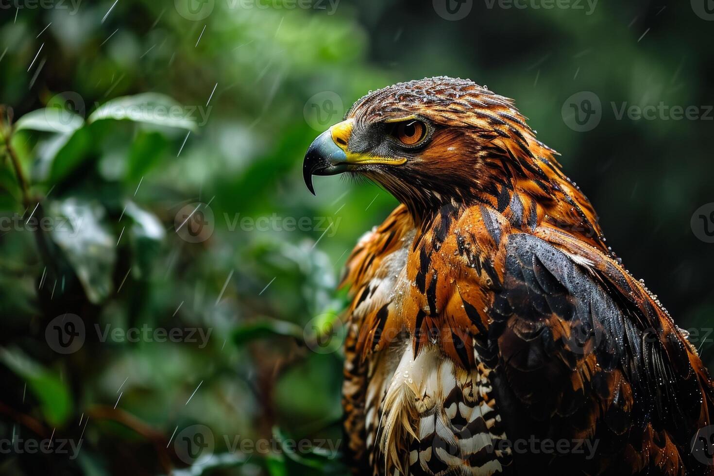 Javan Hawk Eagle bird in the rain in natural habitat photo