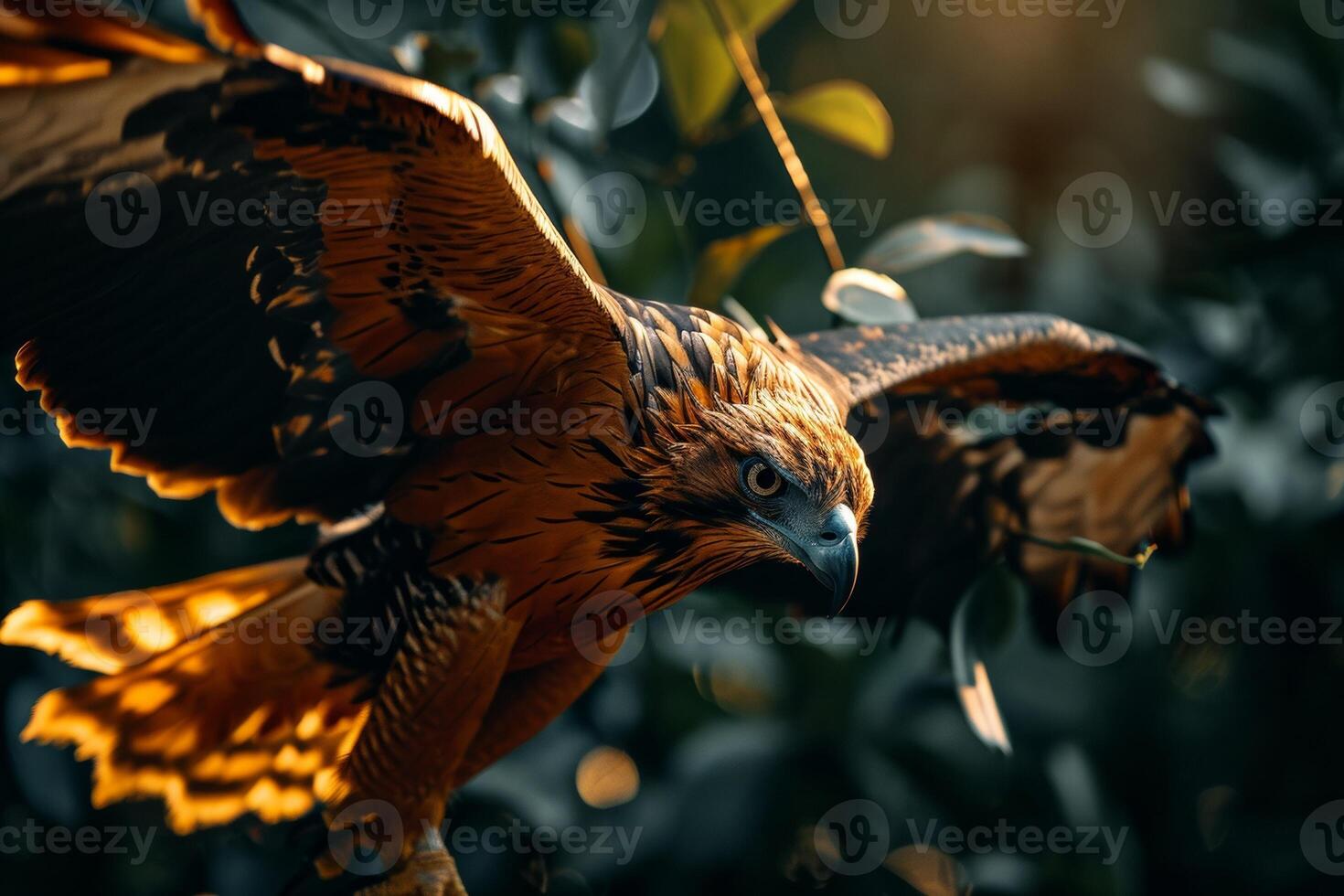 Javan Hawk Eagle bird flying in the natural habitat photo