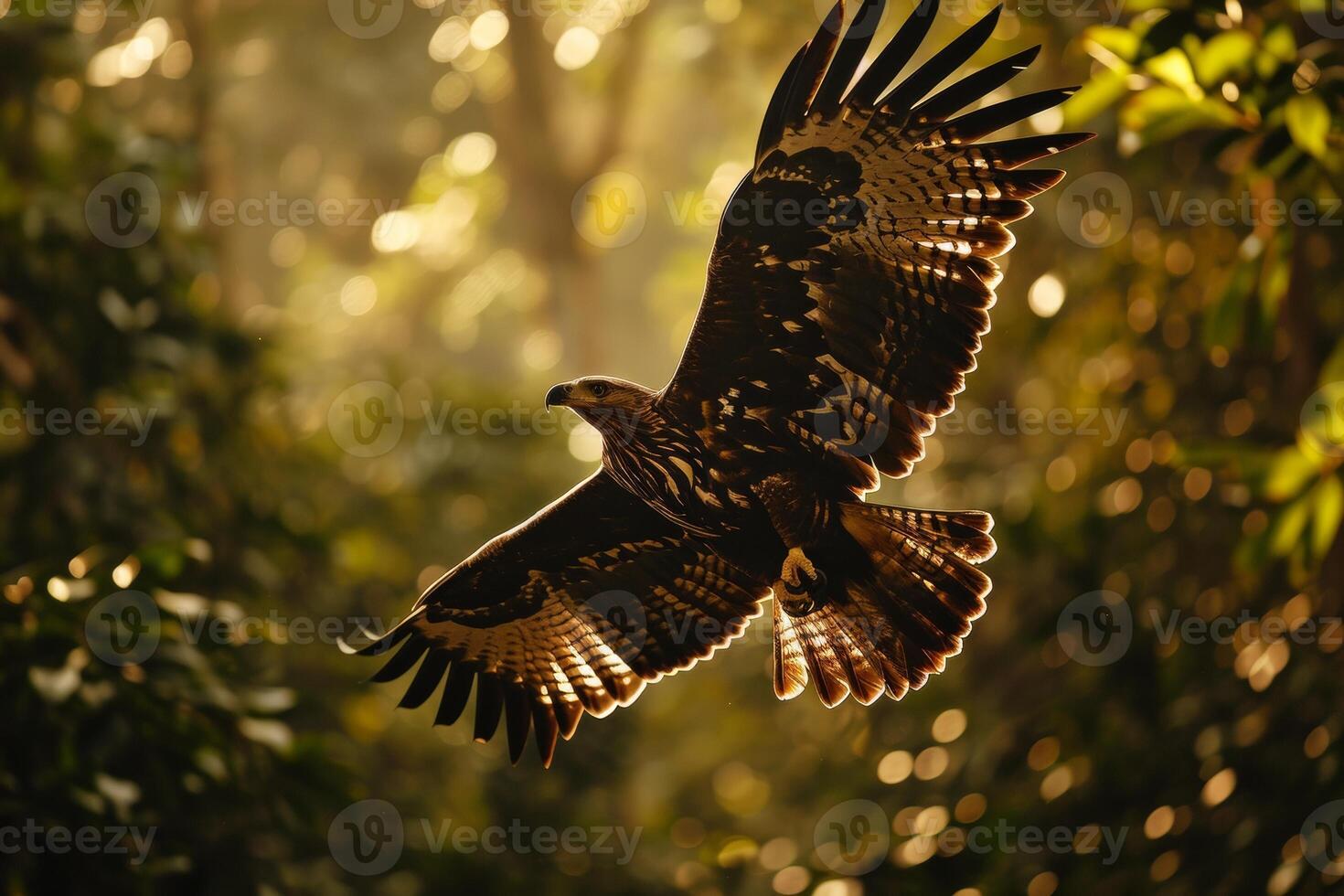 Javan Hawk Eagle bird flying in the natural habitat photo