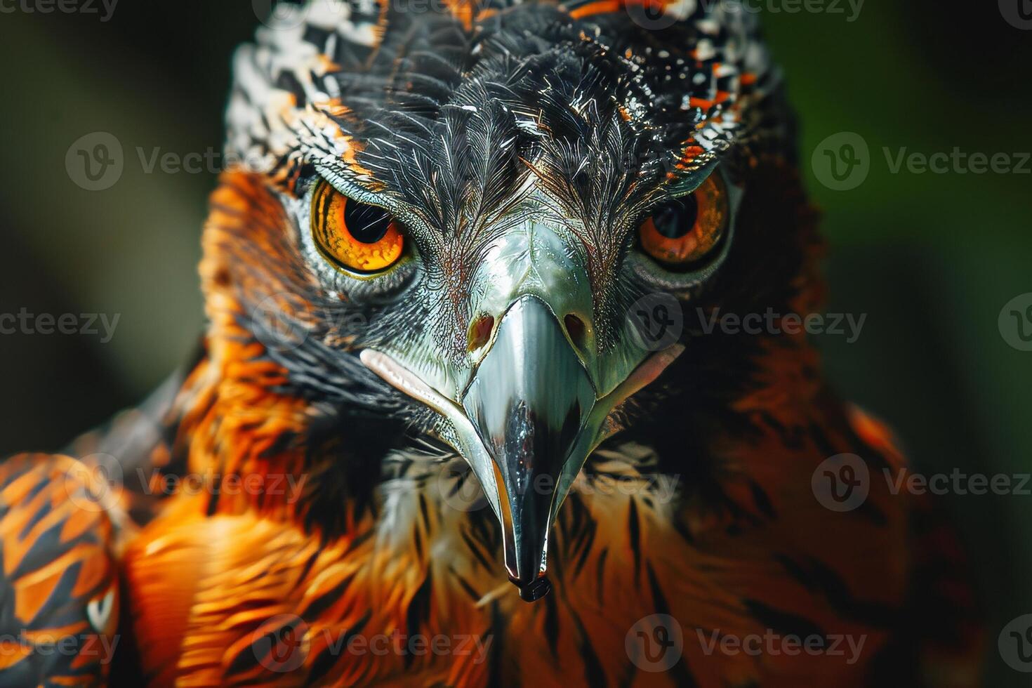 Javan Hawk Eagle bird in the natural habitat photo