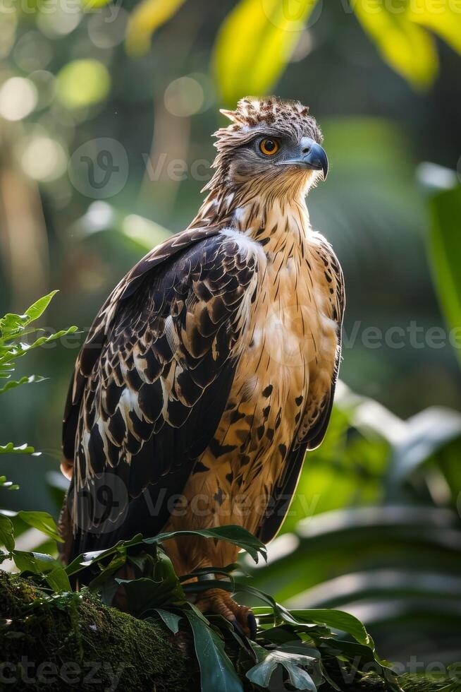 Javan Hawk Eagle bird in the natural habitat photo