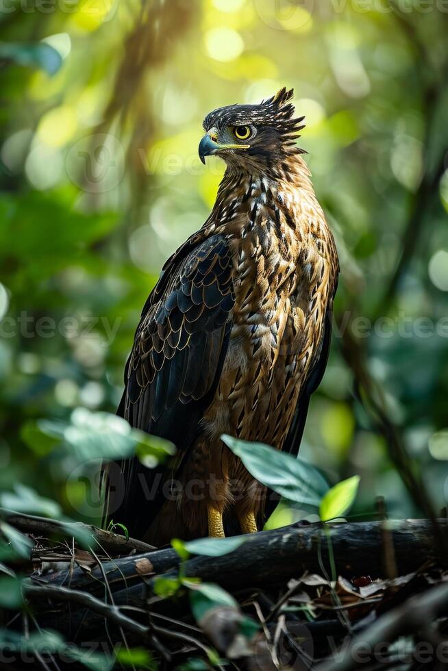 Javan Hawk Eagle bird in the natural habitat photo