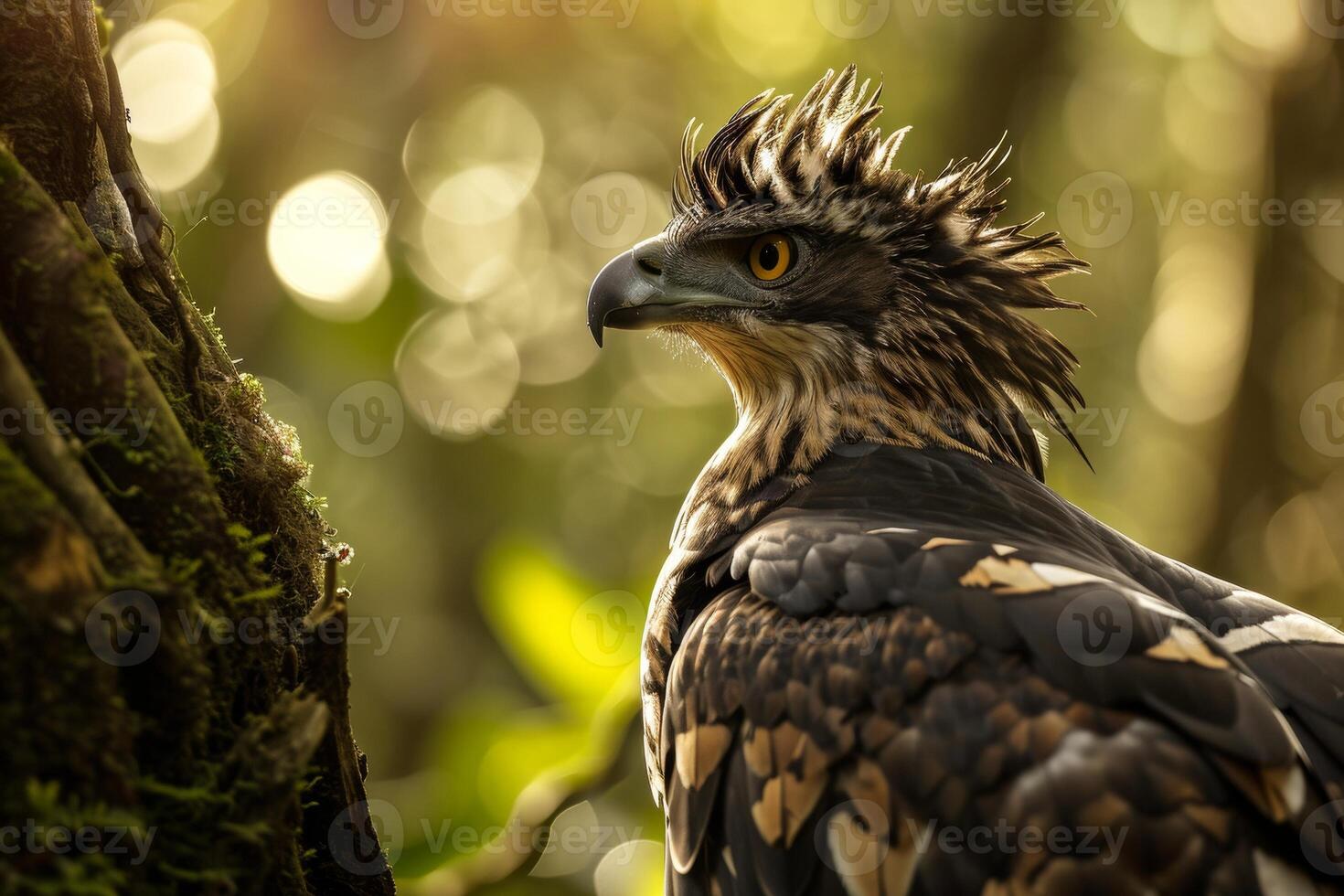 Javan Hawk Eagle bird in the natural habitat photo