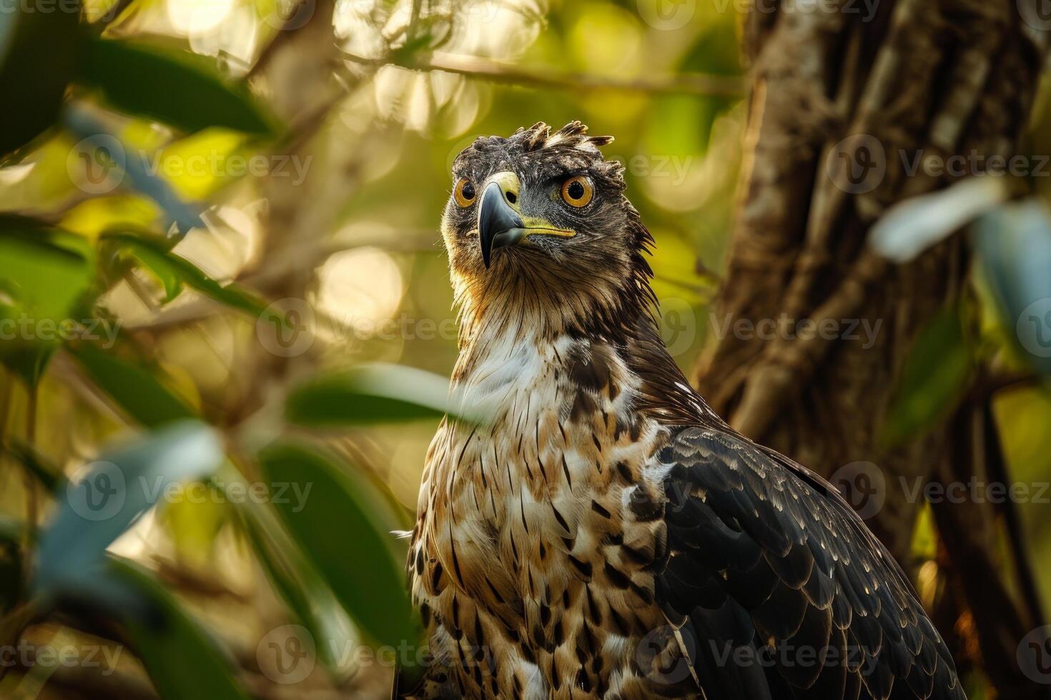 Javan Hawk Eagle bird in the natural habitat photo