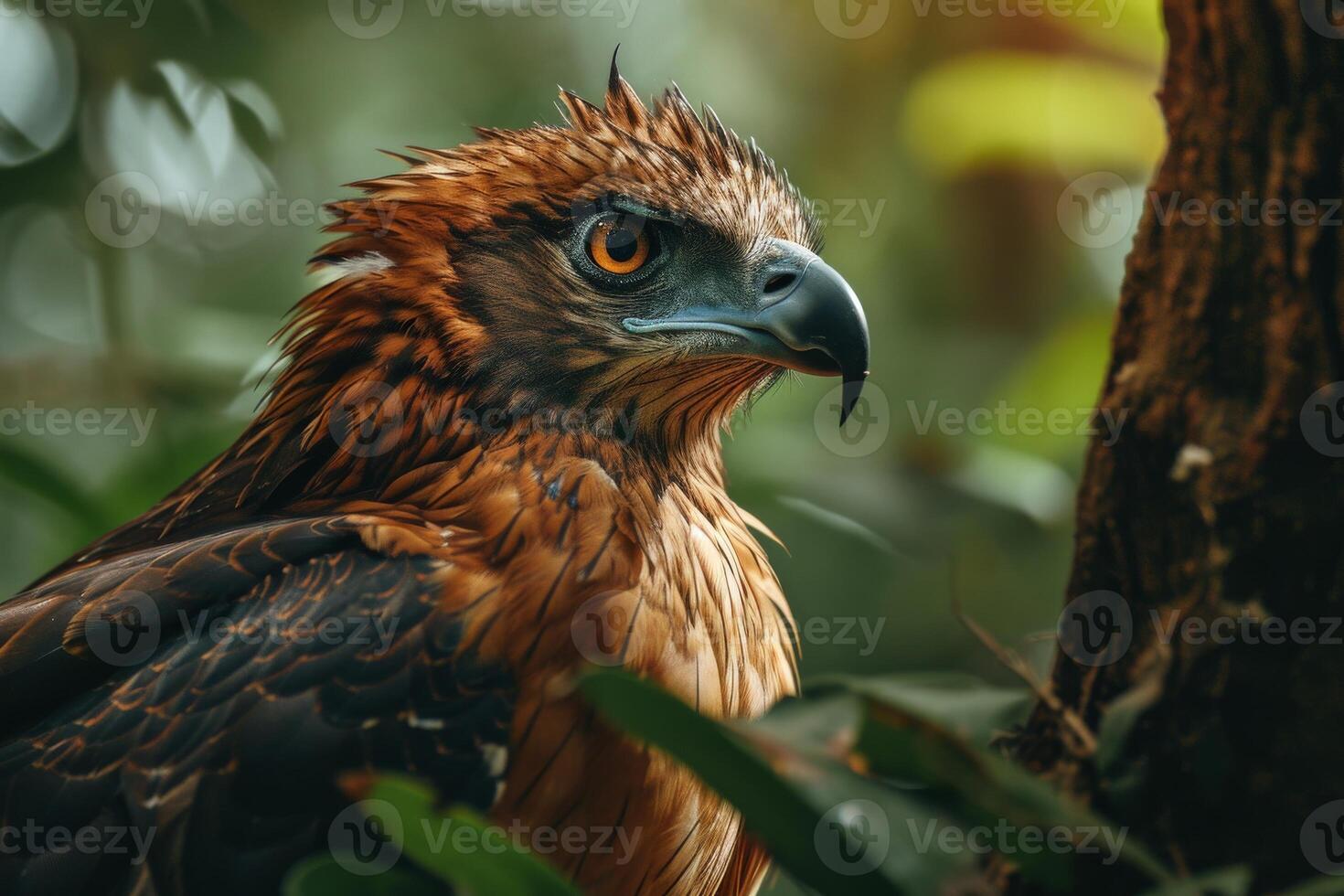 Javan Hawk Eagle bird in the natural habitat photo