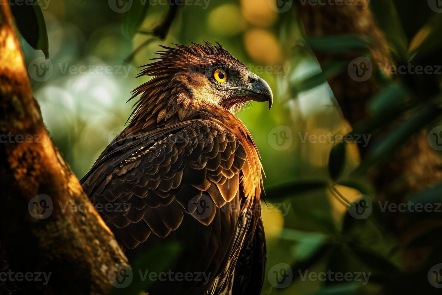 Javan Hawk Eagle bird in the natural habitat photo
