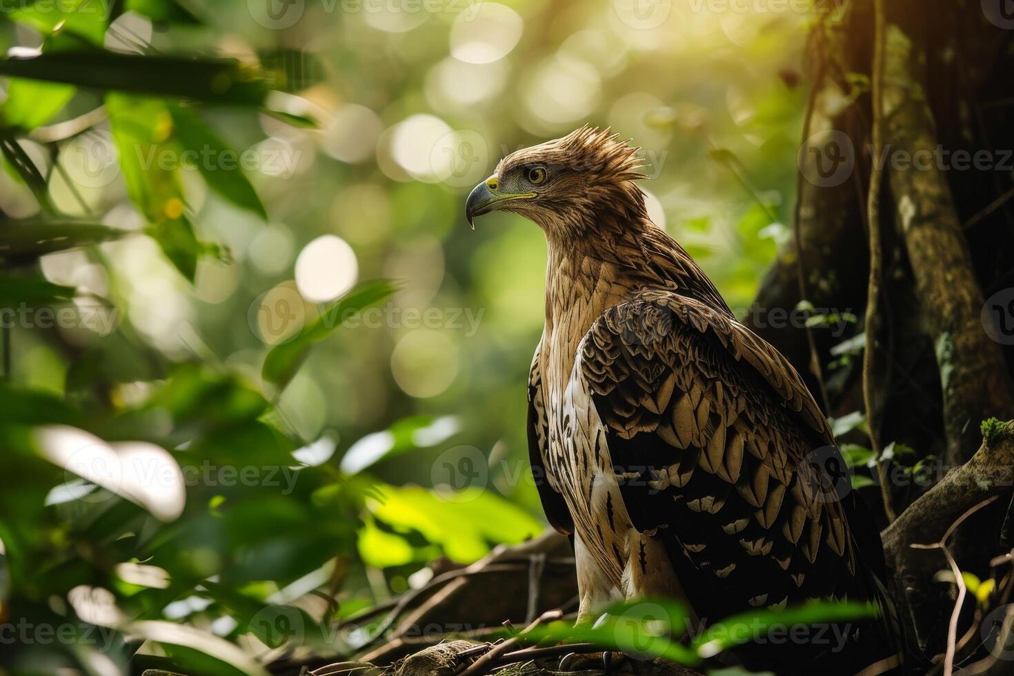 Javan Hawk Eagle bird in the natural habitat photo