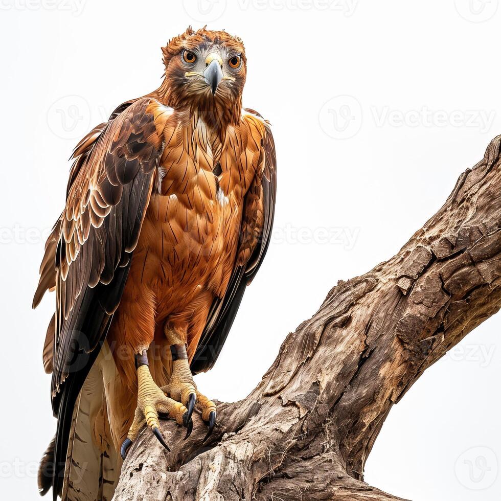Javan Hawk Eagle bird on the rooted in studio isolated on white background photo