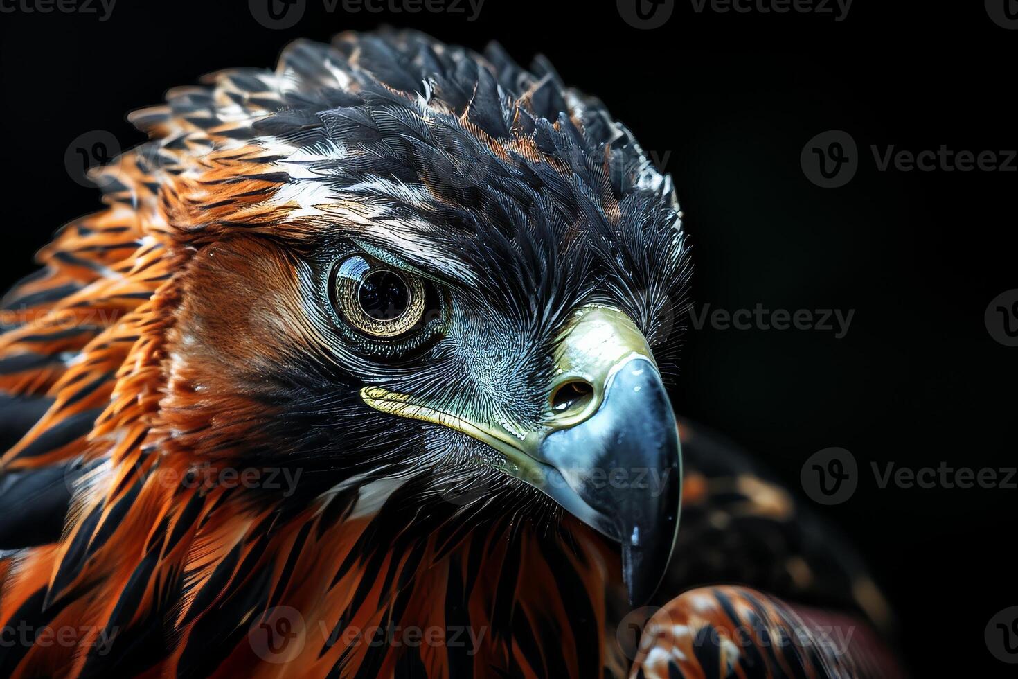 Javan Hawk Eagle bird in studio isolated on black background photo