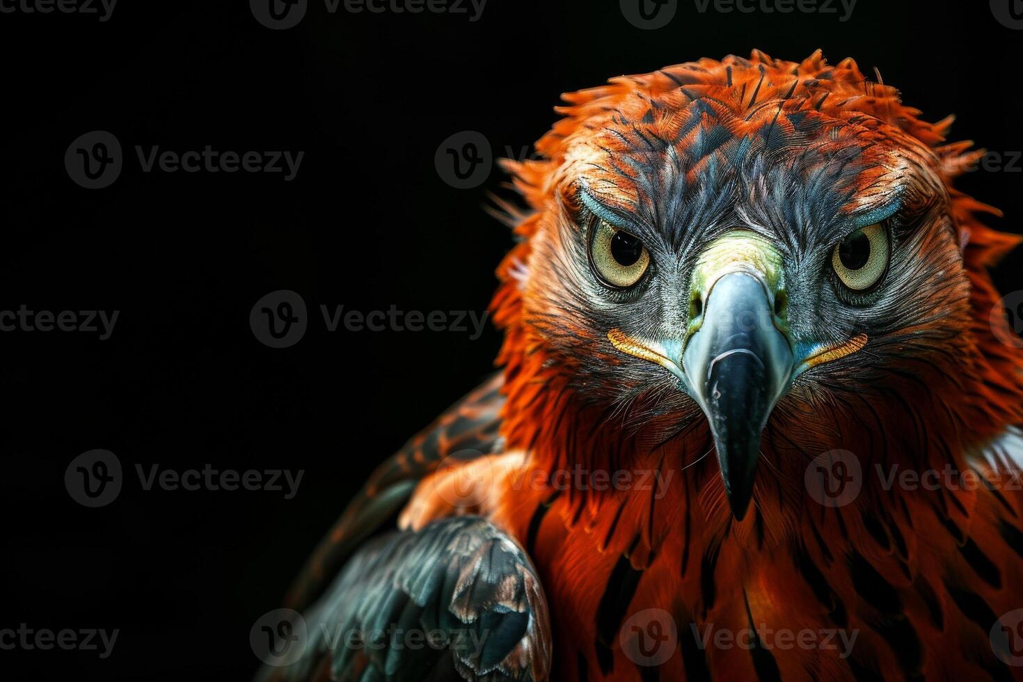 Javan Hawk Eagle bird in studio isolated on black background photo
