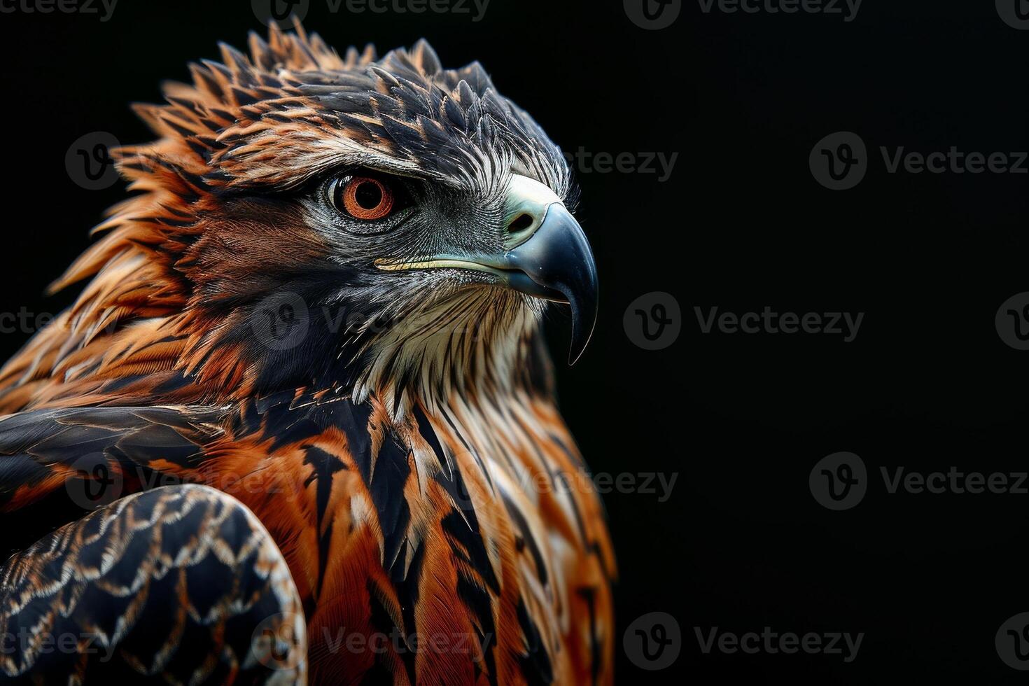 Javan Hawk Eagle bird in studio isolated on black background photo