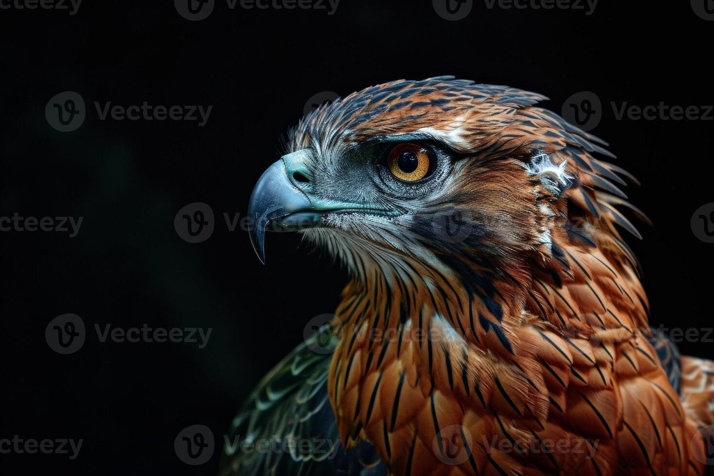 Javan Hawk Eagle bird in studio isolated on black background photo