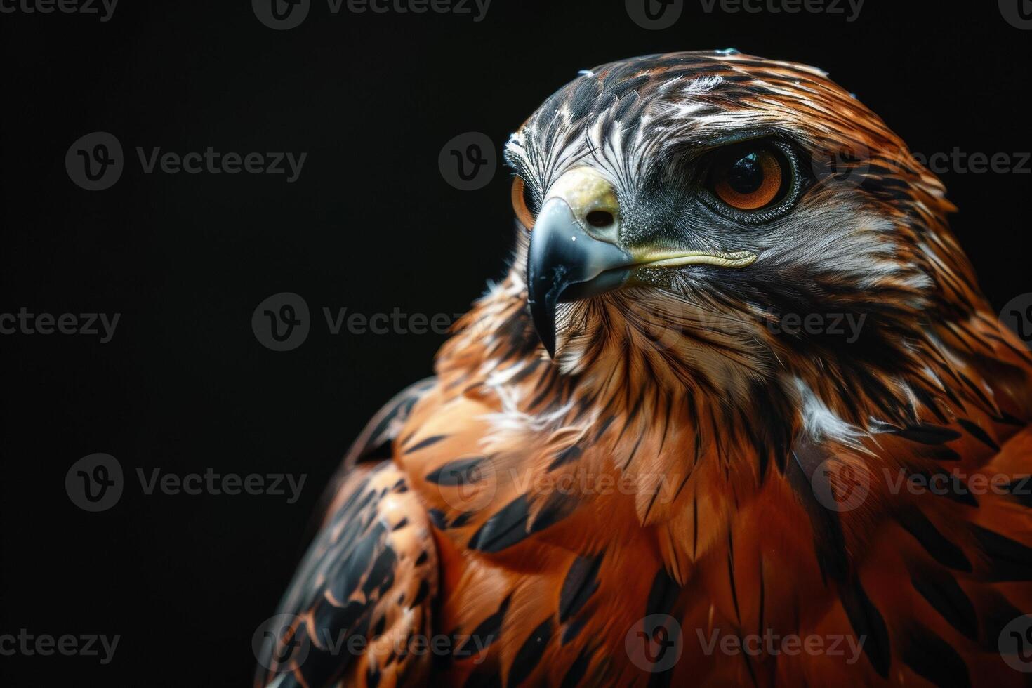 Javan Hawk Eagle bird in studio isolated on black background photo
